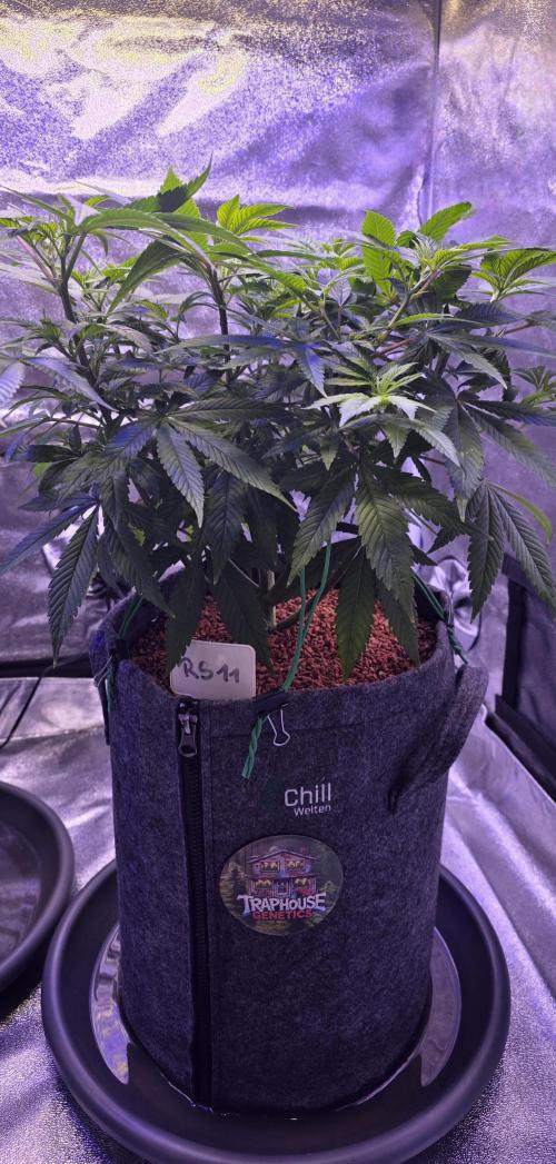 RS11 - Traphouse Genetics. Week 11