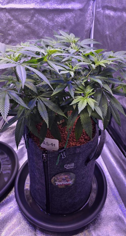 RS11 - Traphouse Genetics. Week 11
