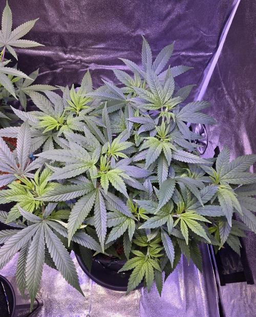 RS11 - Traphouse Genetics. Week 11