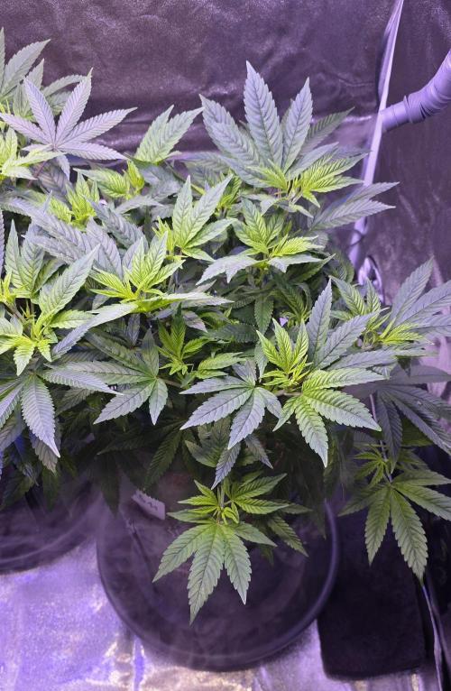 RS11 - Traphouse Genetics. Week 12