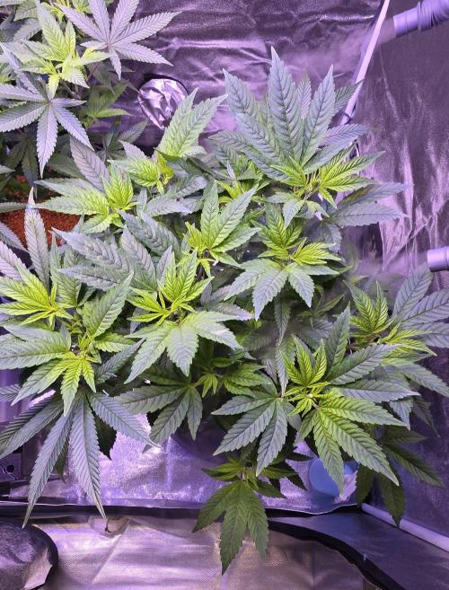RS11 - Traphouse Genetics. Week 12