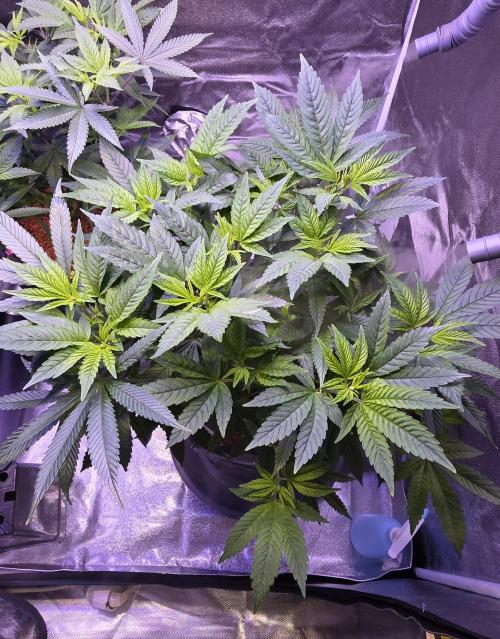 RS11 - Traphouse Genetics. Week 12
