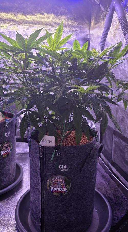 RS11 - Traphouse Genetics. Week 12