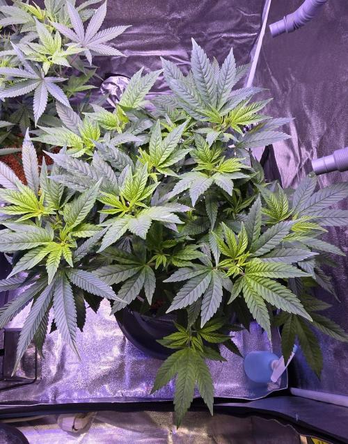RS11 - Traphouse Genetics. Week 12