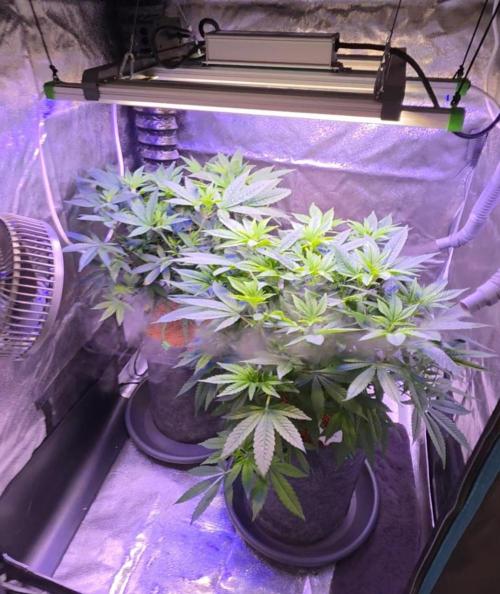 RS11 - Traphouse Genetics. Week 12