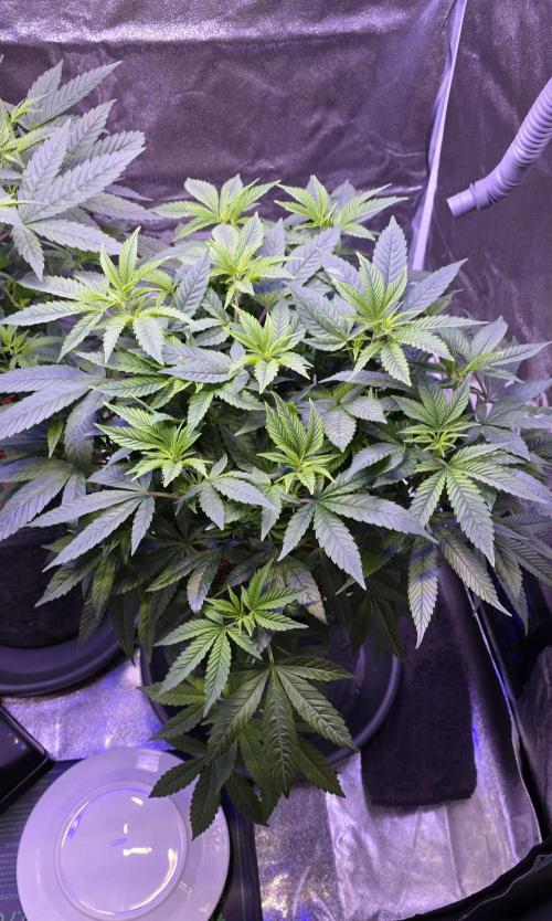 RS11 - Traphouse Genetics. Week 12