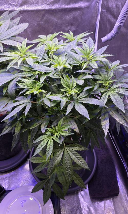 RS11 - Traphouse Genetics. Week 12