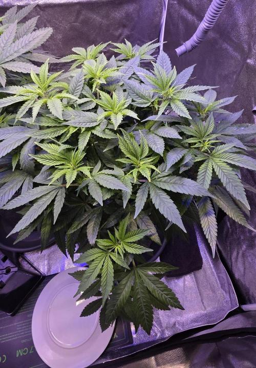 RS11 - Traphouse Genetics. Week 12