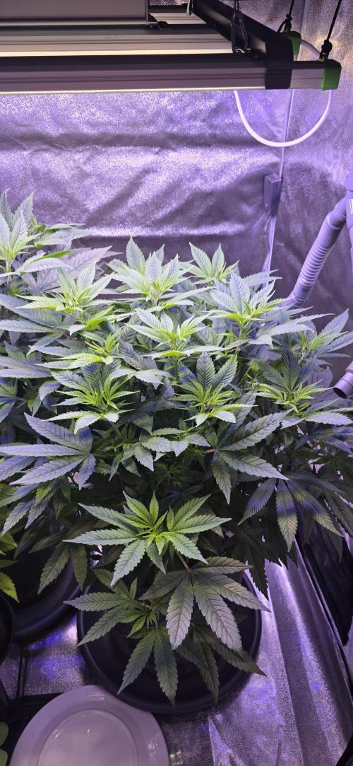 RS11 - Traphouse Genetics. Week 12