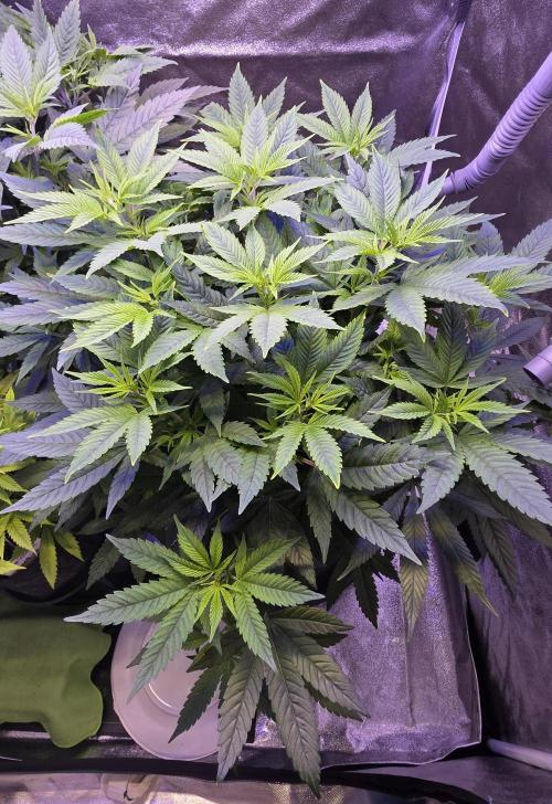 RS11 - Traphouse Genetics. Week 12