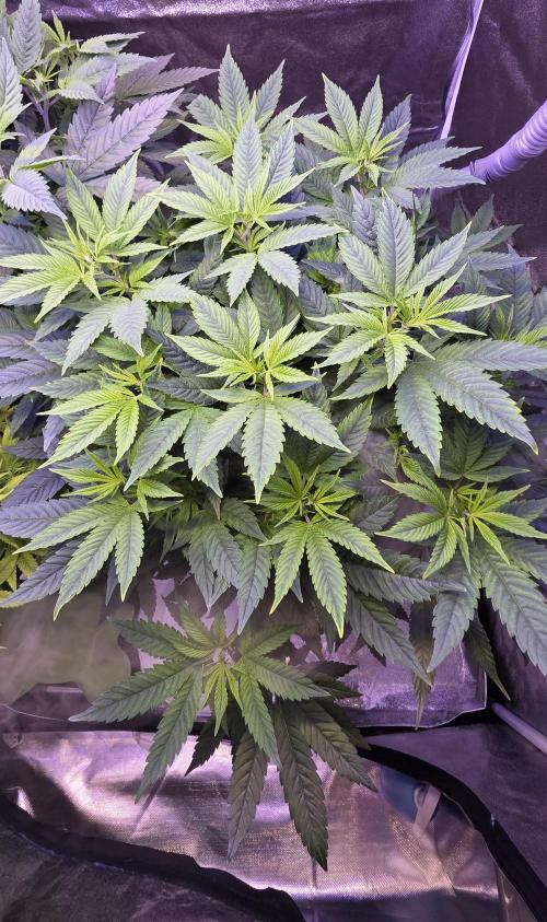 RS11 - Traphouse Genetics. Week 12