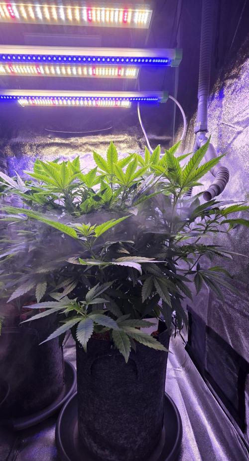 RS11 - Traphouse Genetics. Week 12