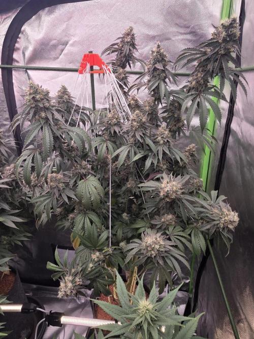 Naughty Dawg-Wunderbohnen-SeedsOfAnarchy. Week 17