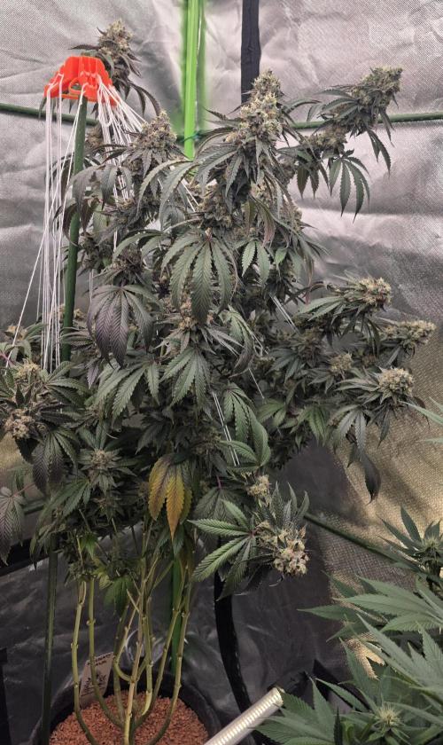 Naughty Dawg-Wunderbohnen-SeedsOfAnarchy. Week 17