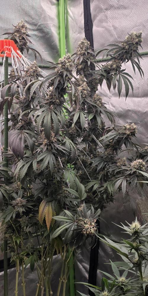 Naughty Dawg-Wunderbohnen-SeedsOfAnarchy. Week 17