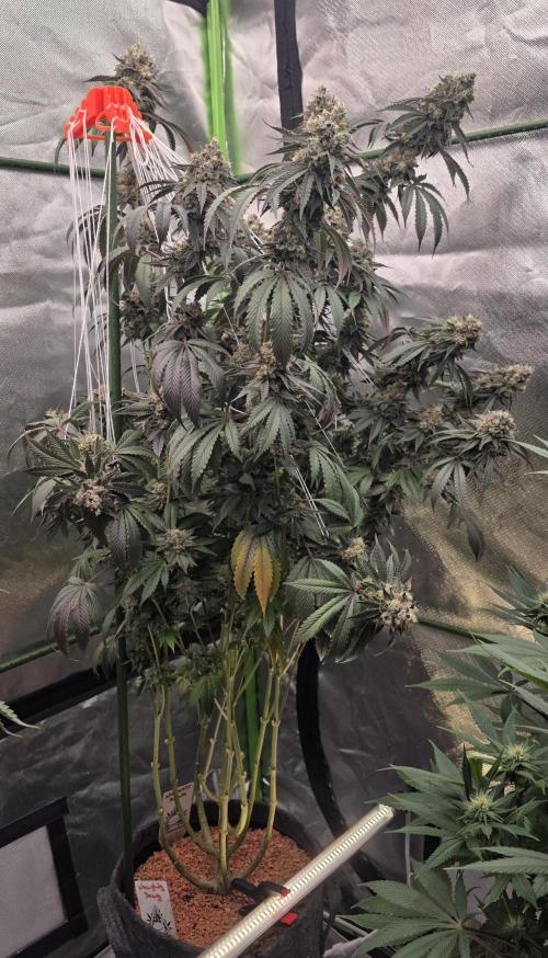 Naughty Dawg-Wunderbohnen-SeedsOfAnarchy. Week 17