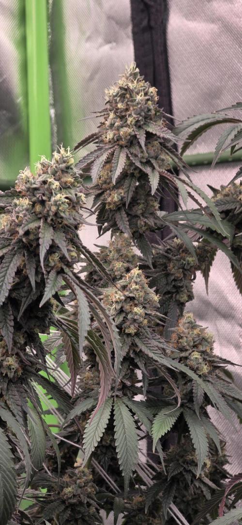 Naughty Dawg-Wunderbohnen-SeedsOfAnarchy. Week 17