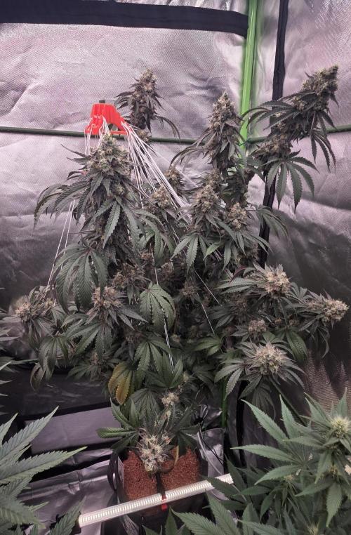 Naughty Dawg-Wunderbohnen-SeedsOfAnarchy. Week 17