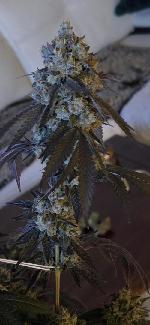 Naughty Dawg-Wunderbohnen-SeedsOfAnarchy. Week 18