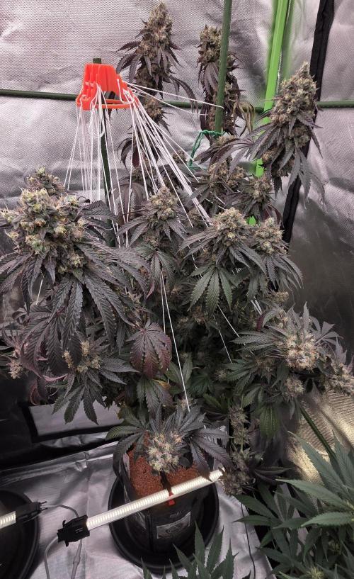 Naughty Dawg-Wunderbohnen-SeedsOfAnarchy. Week 18