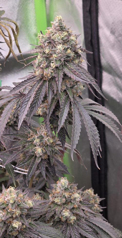 Naughty Dawg-Wunderbohnen-SeedsOfAnarchy. Week 18