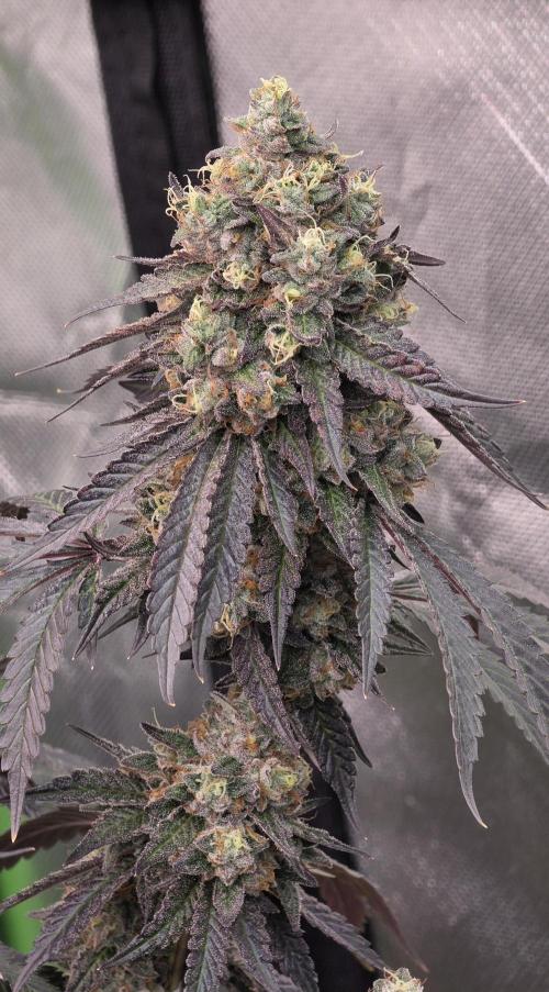 Naughty Dawg-Wunderbohnen-SeedsOfAnarchy. Week 18