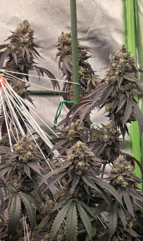Naughty Dawg-Wunderbohnen-SeedsOfAnarchy. Week 18