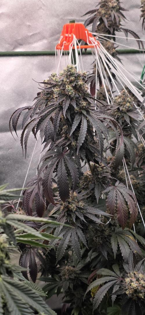 Naughty Dawg-Wunderbohnen-SeedsOfAnarchy. Week 18