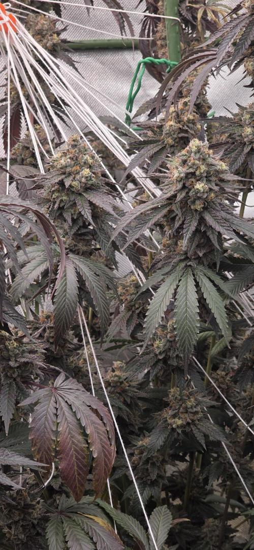Naughty Dawg-Wunderbohnen-SeedsOfAnarchy. Week 18