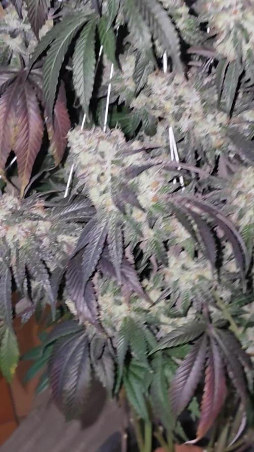 Naughty Dawg-Wunderbohnen-SeedsOfAnarchy