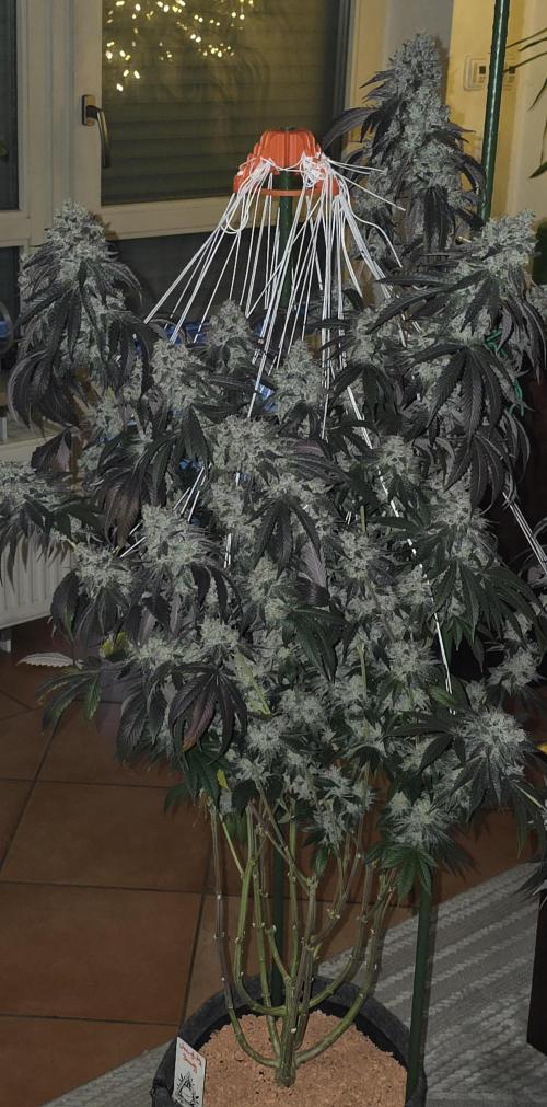 Naughty Dawg-Wunderbohnen-SeedsOfAnarchy. Week 18