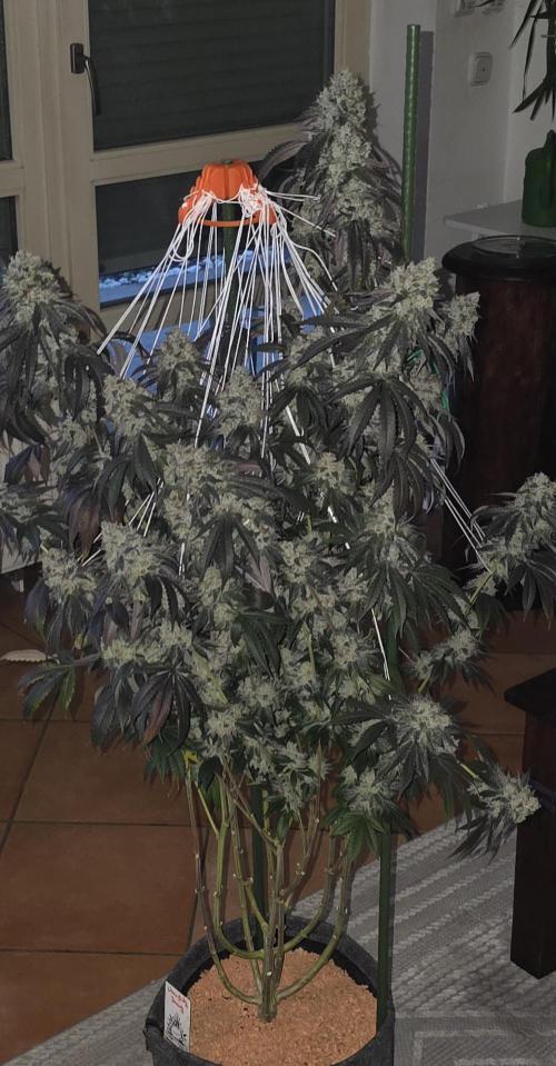 Naughty Dawg-Wunderbohnen-SeedsOfAnarchy. Week 18