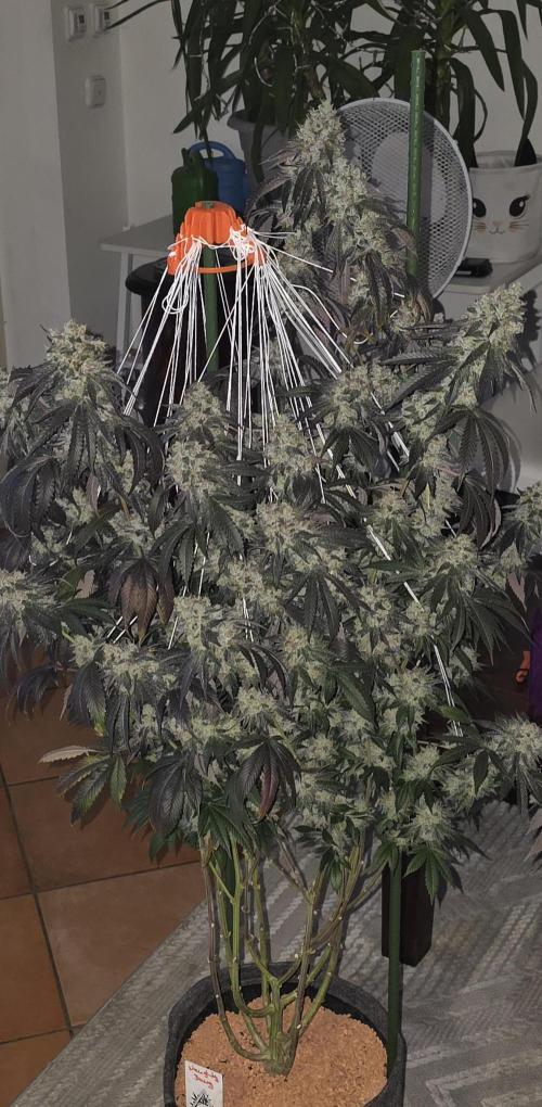 Naughty Dawg-Wunderbohnen-SeedsOfAnarchy. Week 18