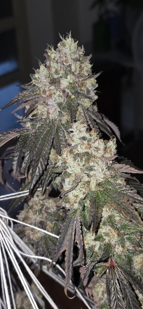 Naughty Dawg-Wunderbohnen-SeedsOfAnarchy. Week 18