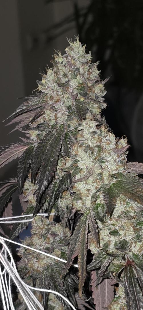 Naughty Dawg-Wunderbohnen-SeedsOfAnarchy. Week 18