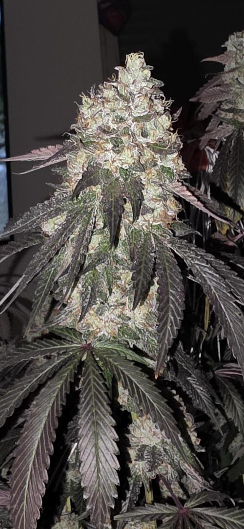Naughty Dawg-Wunderbohnen-SeedsOfAnarchy. Week 18