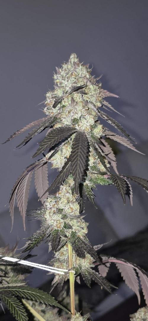 Naughty Dawg-Wunderbohnen-SeedsOfAnarchy. Week 18
