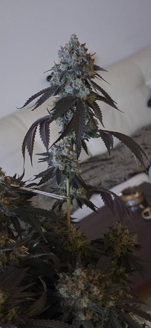 Naughty Dawg-Wunderbohnen-SeedsOfAnarchy. Week 18