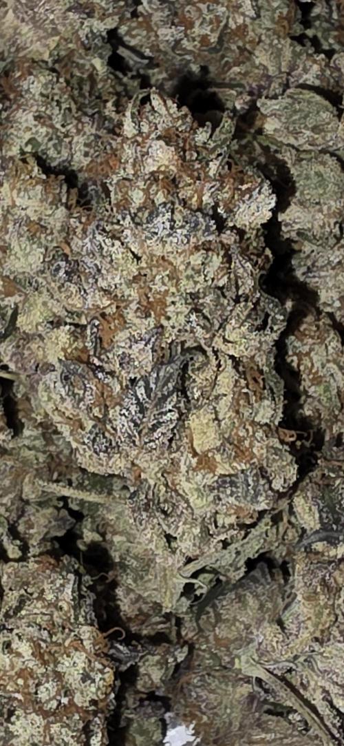 Naughty Dawg-Wunderbohnen-SeedsOfAnarchy. Week 19