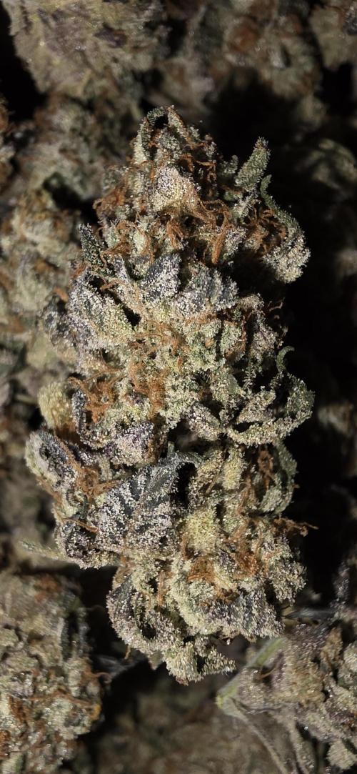 Naughty Dawg-Wunderbohnen-SeedsOfAnarchy. Week 19