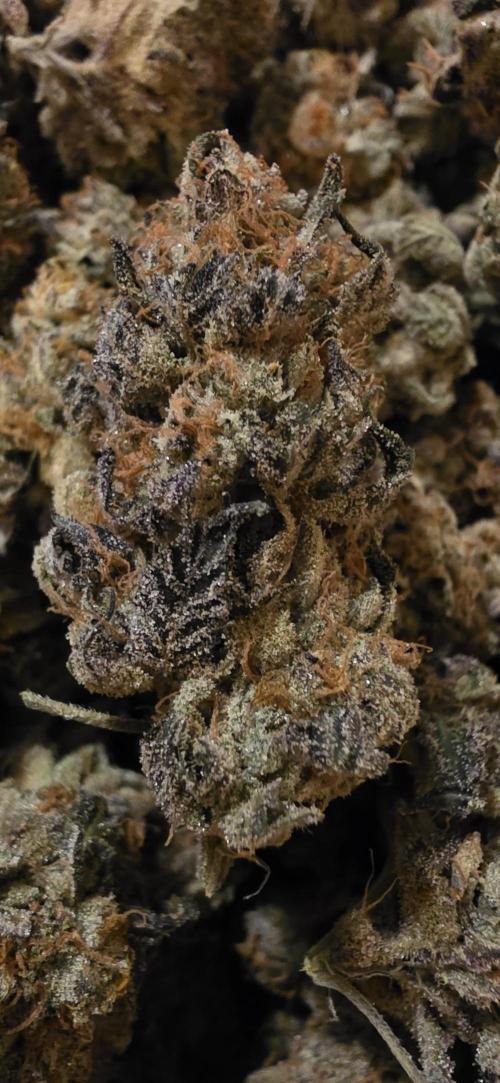 Naughty Dawg-Wunderbohnen-SeedsOfAnarchy. Week 19