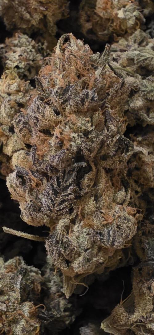 Naughty Dawg-Wunderbohnen-SeedsOfAnarchy. Week 19