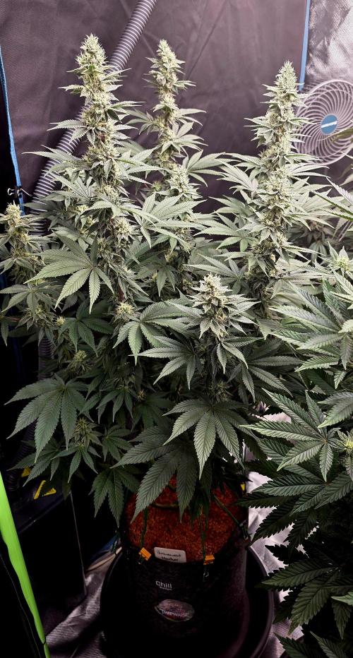 Permanent Marker - Traphouse Genetics. Week 14