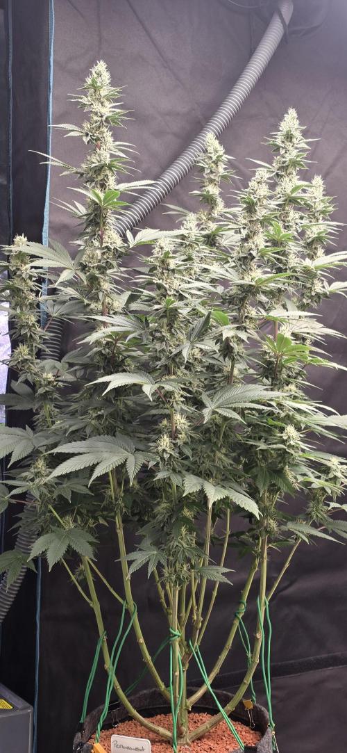 Permanent Marker - Traphouse Genetics. Week 14