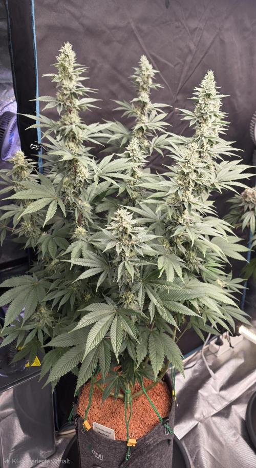 Permanent Marker - Traphouse Genetics. Week 14