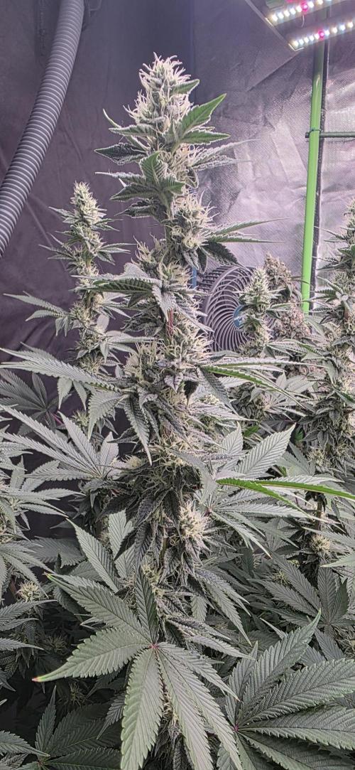 Permanent Marker - Traphouse Genetics. Week 14