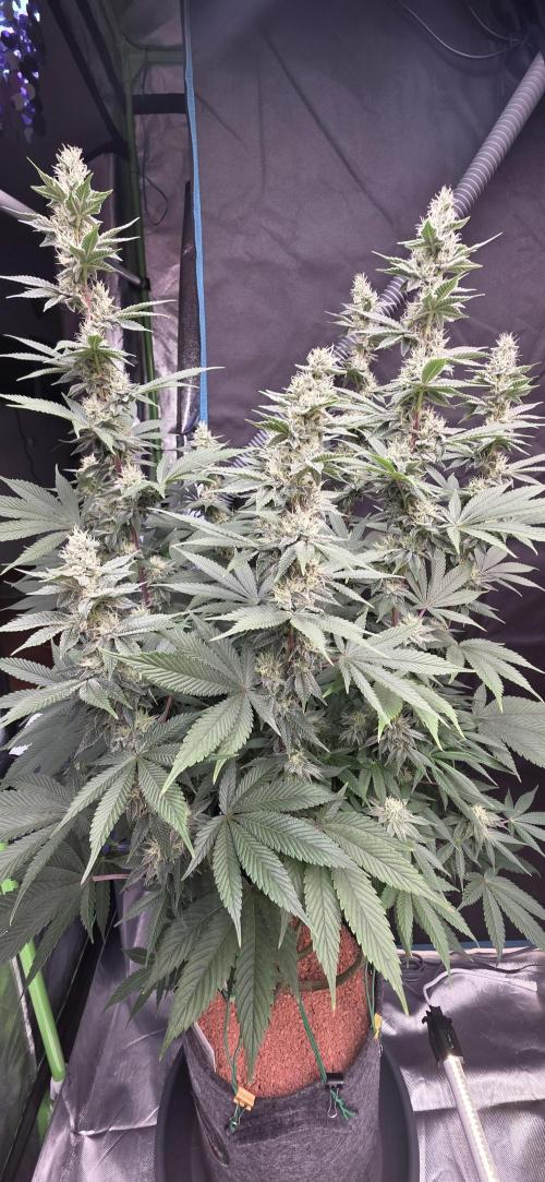 Permanent Marker - Traphouse Genetics. Week 14