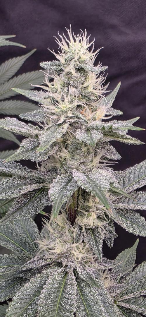 Permanent Marker - Traphouse Genetics. Week 14