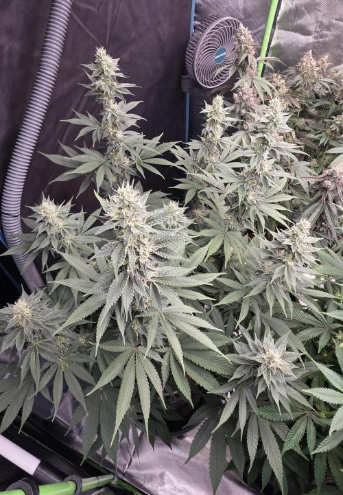 Permanent Marker - Traphouse Genetics. Week 14