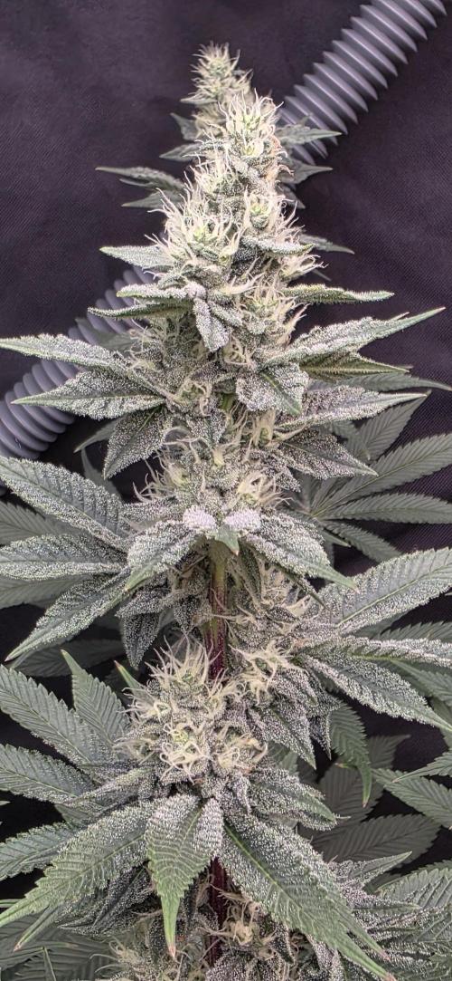 Permanent Marker - Traphouse Genetics. Week 14